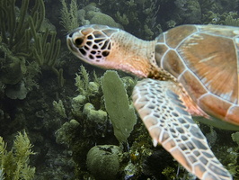 029  Green Sea Turtle IMG_8415