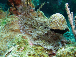 031  Branching Ammonia IMG_8424