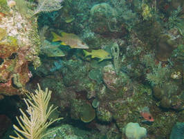033  Schoolmaster, French Grunt, and Longspine Squirrelfish IMG_8428