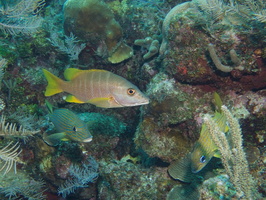 034  Schoolmaster and  French Grunt, IMG_8429