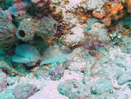 036  Split Crown Featherdusters IMG_8433