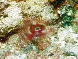 037  Split Crown Featherduster IMG_8436