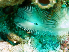 038  Split Crown Featherduster IMG_8437