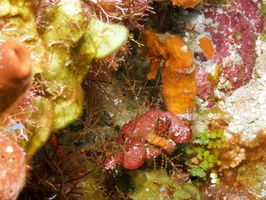 039  Longsnout Sea Horse IMG_8440