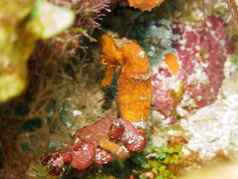 040  Longsnout Sea Horse IMG_8442