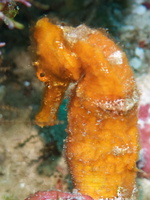 041  Longsnout Sea Horse IMG_8443