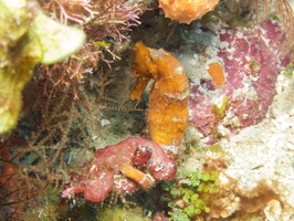 042  Longsnout Sea Horse IMG_8444