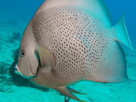 043  Gray Angelfish IMG_8446