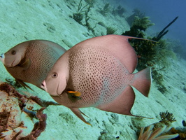 044  Gray Angelfish IMG_8447