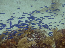 045  Creole Wrasse IMG_8450