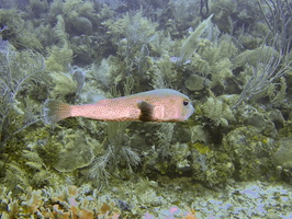 046  Porcupine Fish IMG_8459