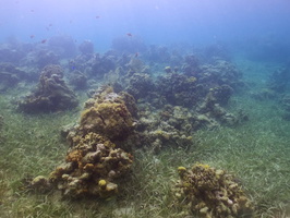051  Reef IMG_8465
