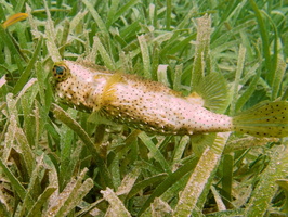 052  Burrfish IMG_8468