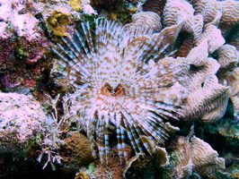 053  Featherduster IMG_8471