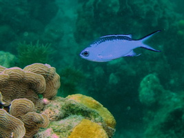 054  Blue Chromis IMG_8474