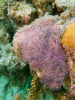 055  Rose Lace Coral  IMG_8475