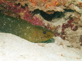 056  Green Morayl IMG_8476