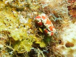 057  Gaudy Clown Crab IMG_8483