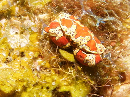 058  Gaudy Clown Crab IMG_8484