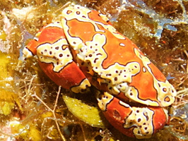 059  Gaudy Clown Crab IMG_8484 - Version 2