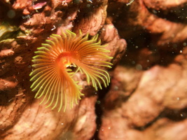 060  Star Horseshoe Worm IMG_8486