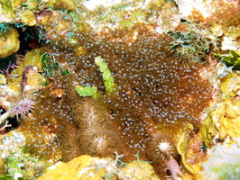 063  Anemone  (?) IMG_8493