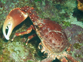 064  Channel Cling Crab missing an arm IMG_8495