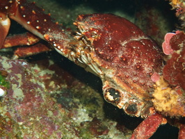 065  Channel Cling Crab missing an arm IMG_8497