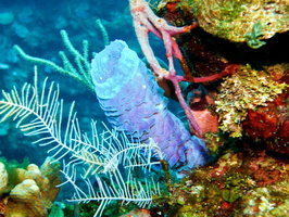 066  Azure Vase Sponge IMG_8498