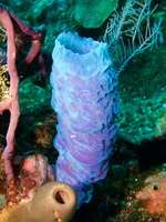 067  Azure Vase Sponge IMG_8500