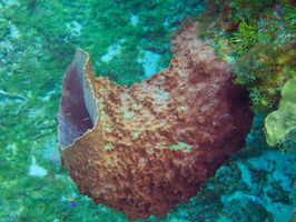 068  Barrel Sponge IMG_8502