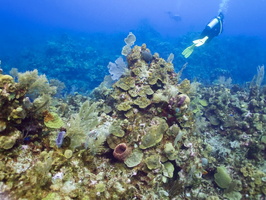 069  Reef IMG_8505