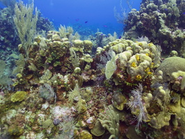 070  Reef IMG_8507