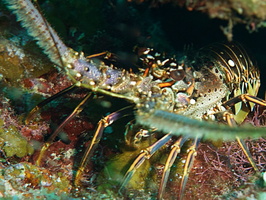 073  Spiny Logster IMG_8516
