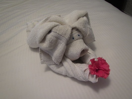074  Towel Dog IMG_9939