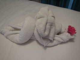 075  Towel Dog IMG_9940
