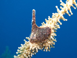 002  Atlantic Wing Oyster IMG_8626