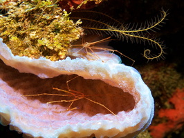 004  Yellowline Arrowcrabs in Azure Vase Sponge with Golden Crinoid IMG_8630