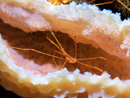 005  Yellowline Arrowcrab in Azure Vase Sponge IMG_8632