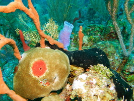 006  Sponges IMG_8633