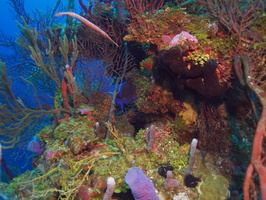 009  Reef IMG_8642