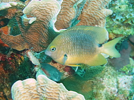 010  Cocoa Damselfish IMG_8644
