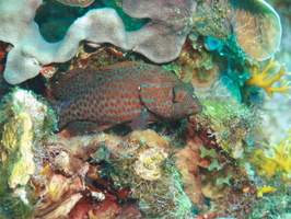 011  Graysby IMG_8645
