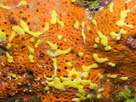 014  Variable Boring Sponge  IMG_8650