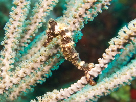 015  Longsnout Seahorse IMG_8651