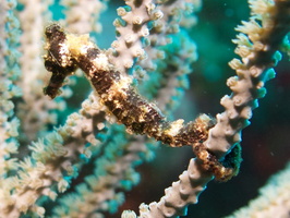 016  Longsnout Seahorse IMG_8652