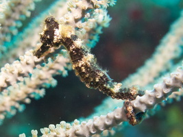 017  Longsnout Seahorse IMG_8653