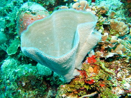 018  Vase Sponge IMG_8654