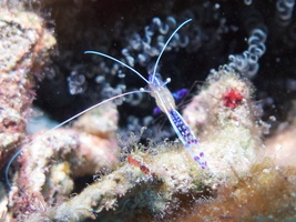 022  Paterson Shrimp IMG_8661