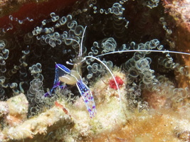023  Paterson Shrimp with eggs and Corkscrew Anemone IMG_8662